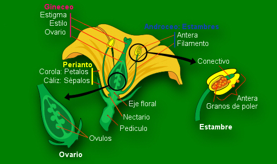 Anatomia floreal